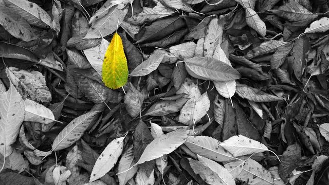 Bright yellow leaf among the dark leaves on the ground. One in a million. To be different. Unique. Odd one out. Life among the dead.