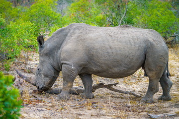 Obraz premium white rhino in kruger national park, mpumalanga, south africa 37