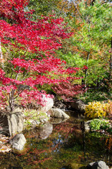 Fototapeta na wymiar Autam in Japanese garden