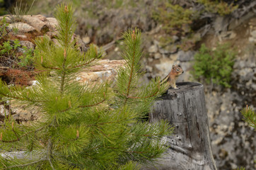 Curious golden-mantled ground squirrel (spermophilus lateralis) peeking around evergreen, Kootenay National Park, British Columbia, Canada
