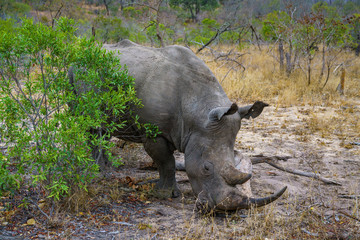 white rhino in kruger national park, mpumalanga, south africa 55