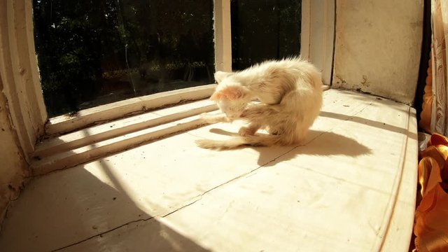 small cute white kity is licking carefully itself long time on wooden windowsill of country house sunny day summer
