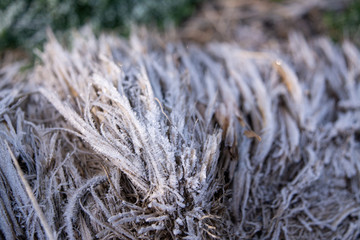 volcán nevado de Colima