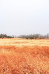 field in autumn