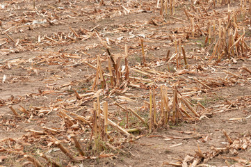 Maisfeld geerntet im Spätsommer
