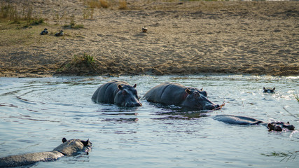 Fototapeta premium hippos in kruger national park, mpumalanga, south africa 19