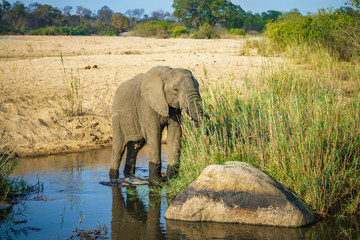 elephant in kruger national park, mpumalanga, south africa 3