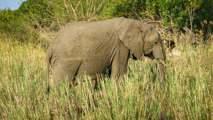 Naklejka na ściany i meble elephant in kruger national park, mpumalanga, south africa 26