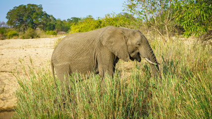 Fototapeta na wymiar elephant in kruger national park, mpumalanga, south africa 20