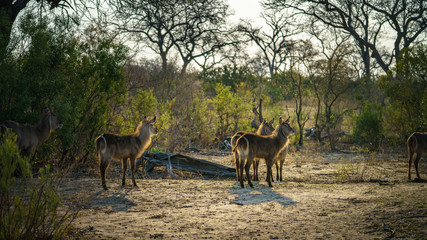 waterbucks in kruger national park, mpumalanga, south africa 16