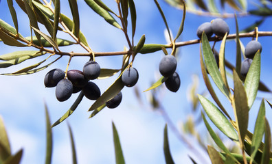 black olives on branch in blue sky