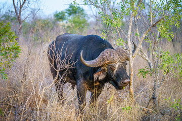 Obraz premium african buffalo in kruger national park, mpumalanga, south africa 2