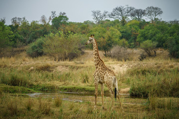 giraffe in kruger national park, mpumalanga, south africa 3