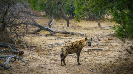 Naklejka na ściany i meble hyena in kruger national park, mpumalanga, south africa 9