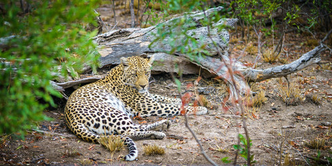 leopard in kruger national park, mpumalanga, south africa 4