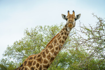 giraffe in kruger national park, mpumalanga, south africa 7