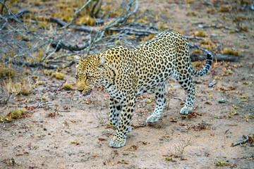 leopard in kruger national park, mpumalanga, south africa 18