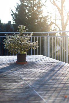 small christmas tree on wooden planks balcony with sun rays portrait format
