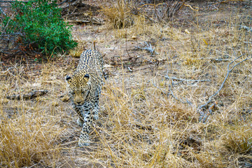leopard in kruger national park, mpumalanga, south africa 26