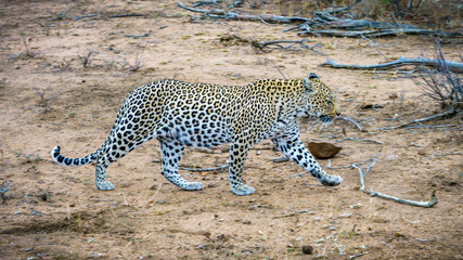 leopard in kruger national park, mpumalanga, south africa 27