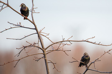 birds on tree