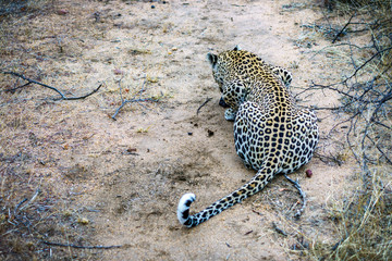 leopard in kruger national park, mpumalanga, south africa 32