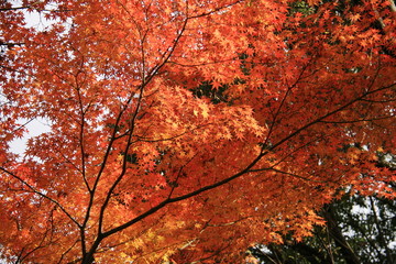 日本の秋　名古屋城の紅葉