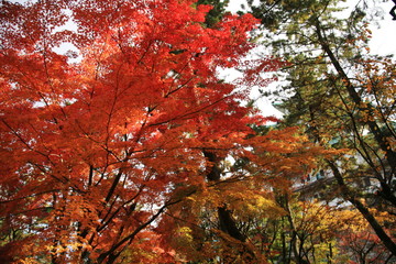日本の秋　名古屋城の紅葉