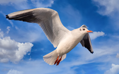 Möwe