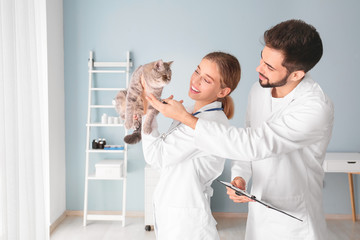 Obraz premium Veterinarians with cute cat in clinic