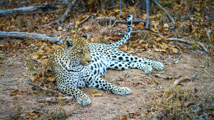 leopard in kruger national park, mpumalanga, south africa 47