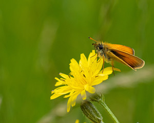 Essex Skipper Butterfly on a dandelion 