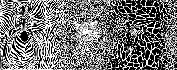 Hintergrund mit Zebra, Leopard und Giraffe © gepard
