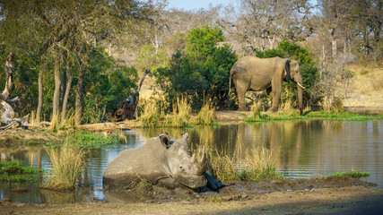 white rhino and elephant at a pond in kruger national park, mpumalanga, south africa 4