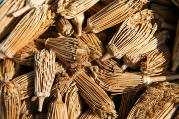Dried flower heads traditionally used as toothpicks in Berber culture