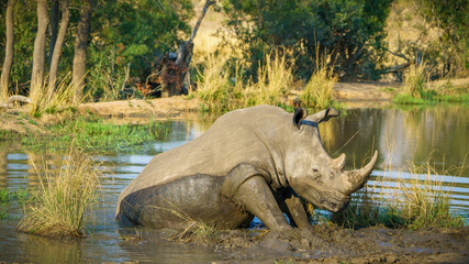 white rhino at a pond in kruger national park, mpumalanga, south africa 51
