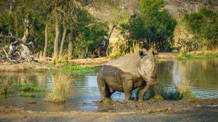 Fototapeta premium white rhino at a pond in kruger national park, mpumalanga, south africa 69