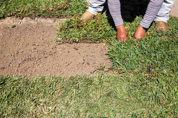 Gardener installing natural grass turf, professional installing beautiful new sod lawn