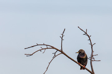 bird on a branch