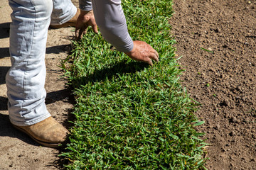 Gardener installing natural grass turf, professional installing beautiful new sod lawn