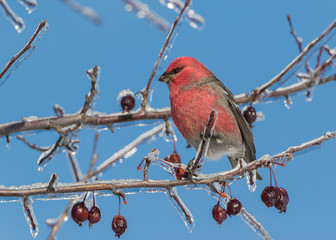 Red male Pine Grosbeak bird on fruit tree branch against bright blue sky after ice storm