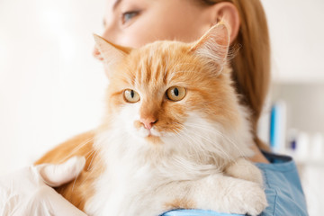 Female veterinarian with cute cat in clinic, closeup