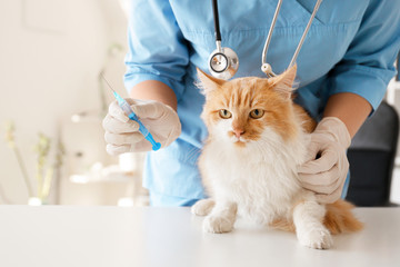 Female veterinarian vaccinating cute cat in clinic