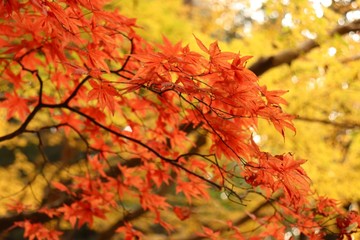 maple leaves in autumn