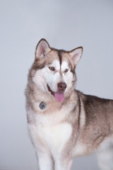 Big gray malamute breed dog stands on the stairs