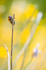 Pequeño insecto sobre un trocito de madera en el jardín.