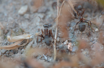 ants in a nest hole