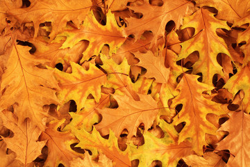 Autumn background - dried brown and yellow oak leaves