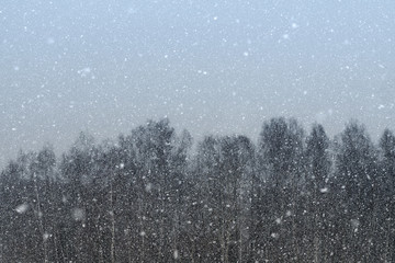 Snowing. Evening winter landscape, beautiful winter nature, snow storm on forest background