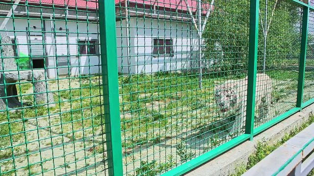 closeup panorama of wild big tiger walks in large zoo cage